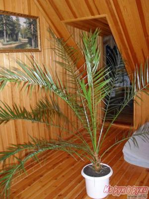 Растение для офиса и дома Пальма Финики высота 2 м