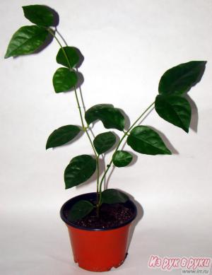 Жасмин Самбак комнатное растение 