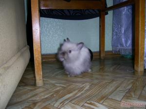 Кролик карликовый