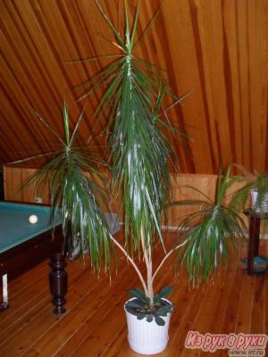 Растение для офиса и дома Драцена