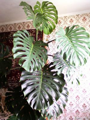Продам Монстеру–большая красивая пальма крупные резные листья 