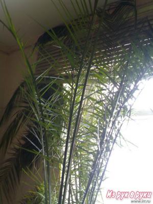 Пальма большая 3 метровая