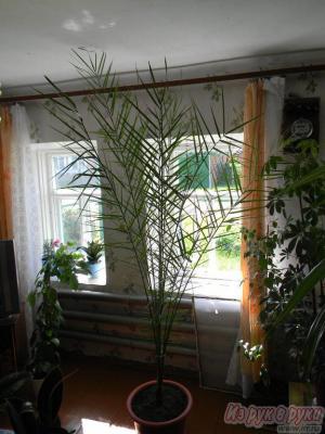 Финиковая пальма, высота 2,5м